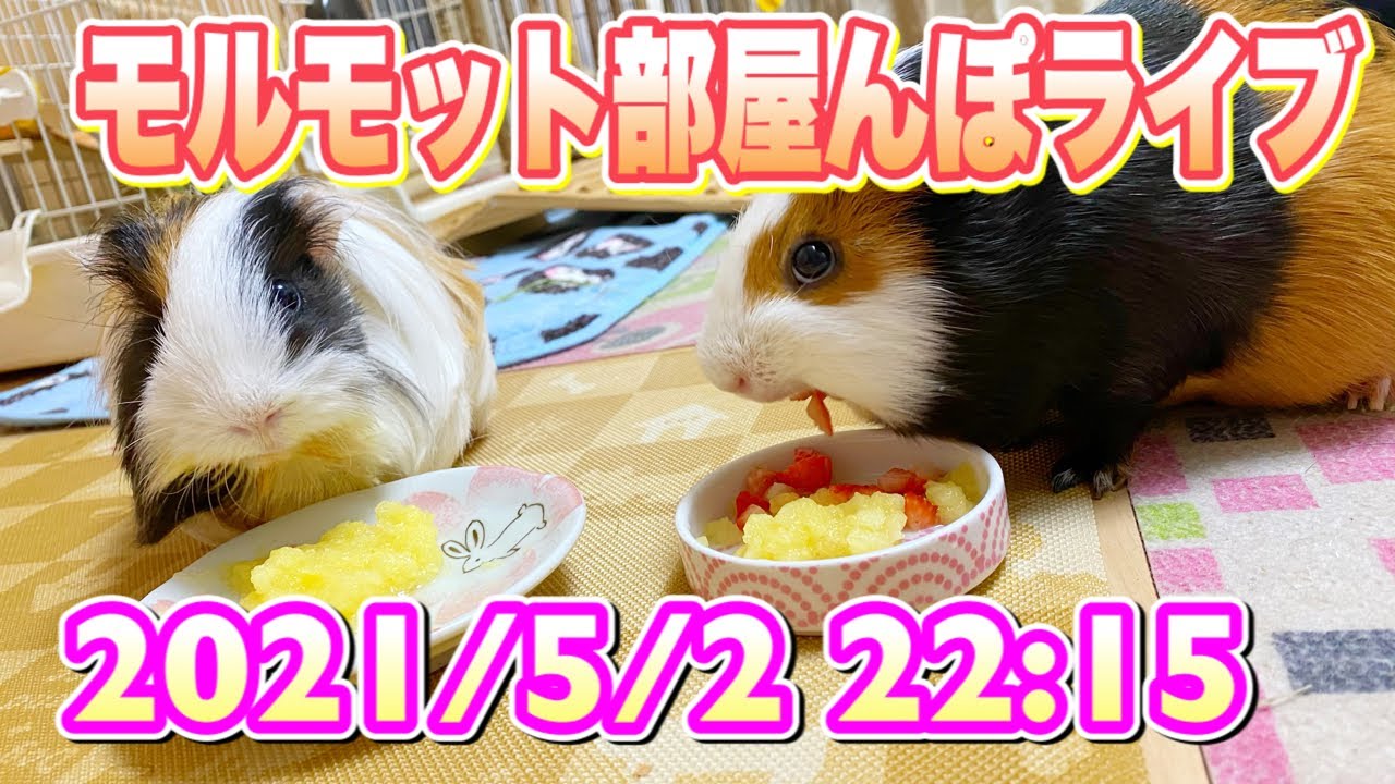 モルモット リアルpuipuiモルカー部屋んぽライブ 21 5 2 22 15 Youtube