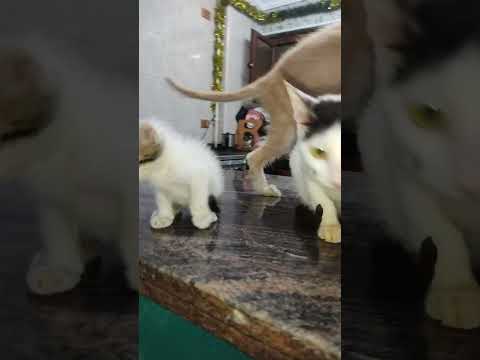 قط بلدي صغير إنقاذ بمنزله الجديد