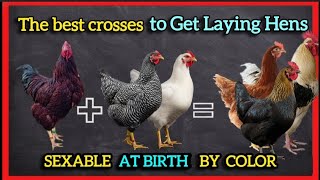 Discover the Secret Crosses to Get Sexable Laying Hens at Birth by Color. Black Sex Link Chicks