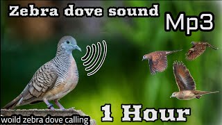 "Zebra Dove Sound | Relaxing 1 Hour Dove Calling for Stress Relief & Nature Lovers" screenshot 3
