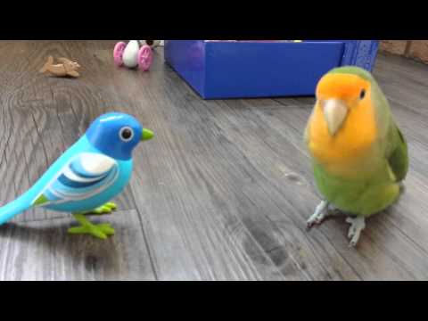 Hercules the Lovebird duets with a DigiBird