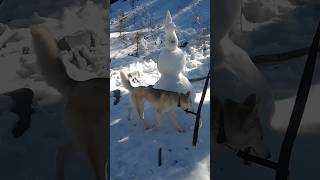 Luna's snow day ☃️ #rescuedog #streetdog #snowday #snowdog #husky #huskymix #nomad #nomadlife #dog