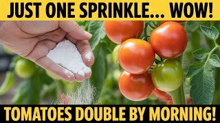 “Sprinkle THIS Secret Powder — And Watch Your Tomatoes Double Overnight!”