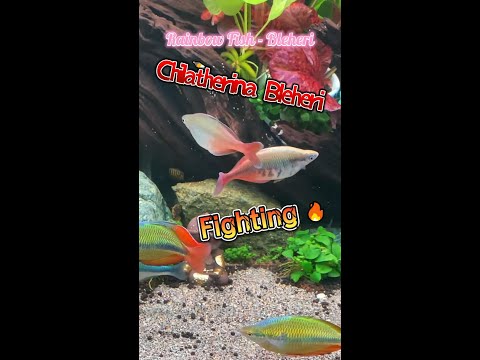 Video Rainbow Fish - Chilatherina Bleheri Fighting - youtube