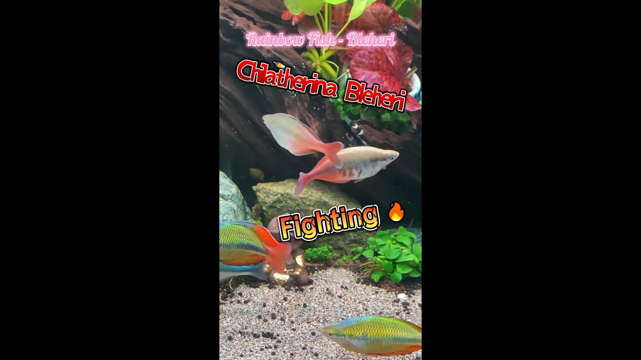 Rainbow Fish - Chilatherina Bleheri Fighting