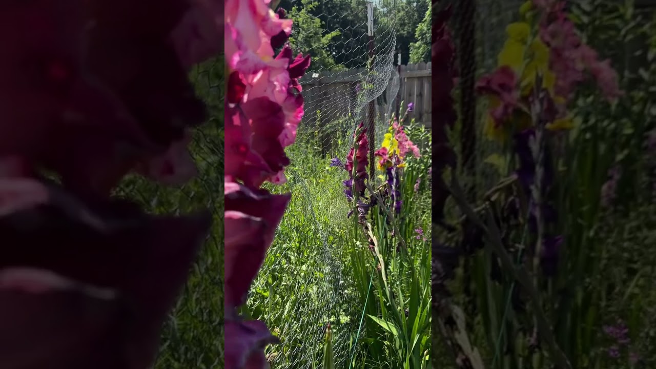 Gladiolas: Plant Spotlight  
