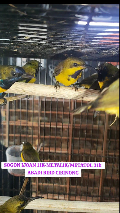 Sogon 11-31rb #abadibirdcibinong #kicaumaniasogon #beritakicauterbaru