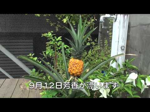 東京でパイナップル栽培 Youtube