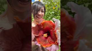 Are your hibiscus flowers actually edible? 🌺🐢 #hibiscus #gardening