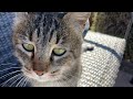 A new feline addition to PaperHaven246’s life: stray cat