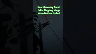 This sound only occurs at certain spider webs… what could it mean? #rdr2 #rdr2eastereggs #reddead
This sound only occurs at certain spider webs… what could it mean? #rdr2 #rdr2eastereggs #reddead This sound only occurs at certain spider webs… what could it mean? #rdr2 #rdr2eastereggs #reddead