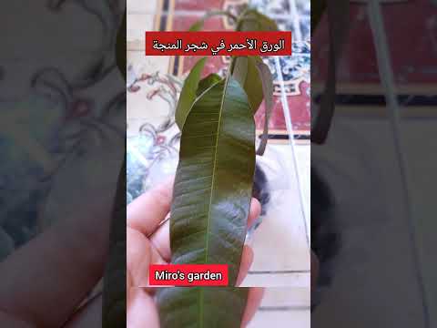 الورق الأحمر في شجر المنجة        اكسبلور الزراعة مصر