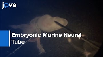 Isolation & Culture: Neural Crest Cells From Embryonic Murine Neural Tube l Protocol Preview