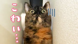 男の人が家に来るとビビりまくって隠れるサビ猫モモちゃん