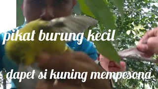 Pikat dengan pulut burung sirtu/cipow