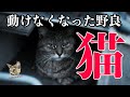 【保護猫】動けなくなった野良猫、ルビコのおはなし(おまけ動画あります!)