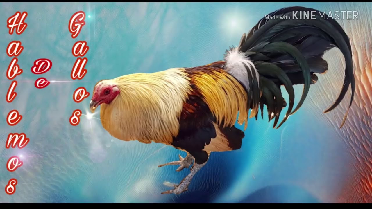 Gallos Leiper/Jumper YouTube