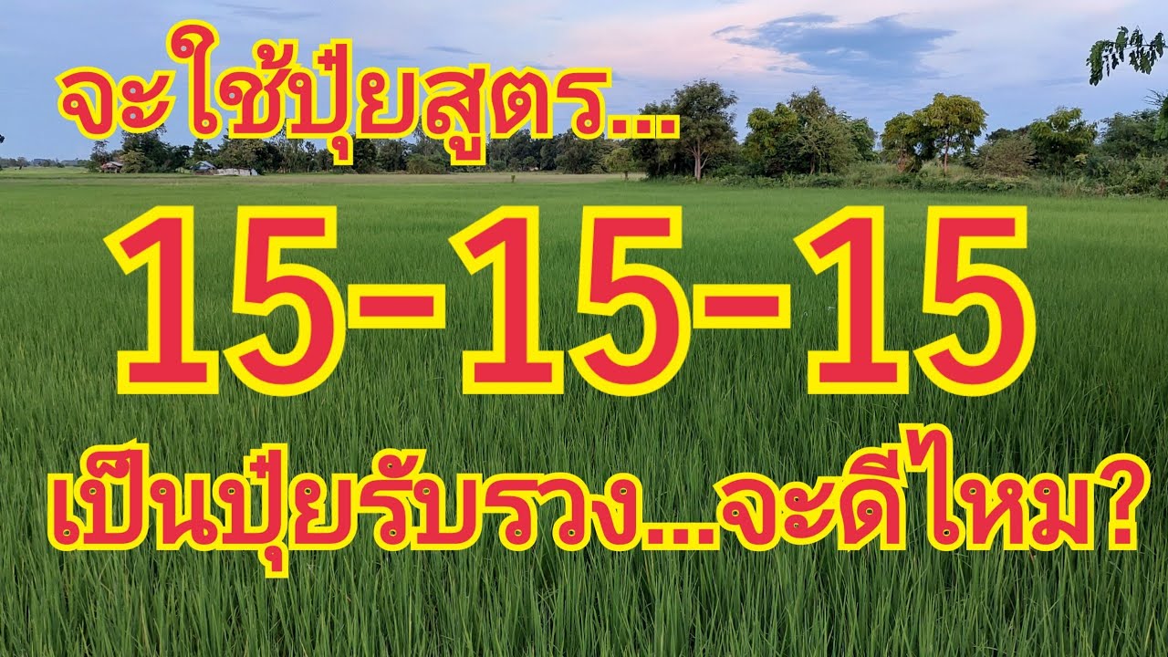 จะใช้ปุ๋ยสูตร...15-15-15...มาเป็นปุ๋ยรับรวง...จะดีไหม ?? 🌾🌾