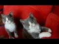 selkirk rex kittens の動画、YouTube動画。