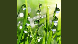 Raindrop Melodies Shower Melodic Tranquility