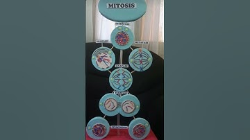 Mitosis cell division#biology #diagram#shortsvideo