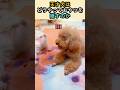 天才犬はどうやっておやつを隠すのか? #プードル #かわいい動物