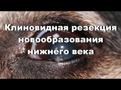 Клиновидная резекция новообразования нижнего века у собаки