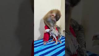 Monkey pet friendship #cutemonkey #monkeyshorts #funnyanimals #funny #animals #cute #monkey
