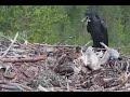 WARNING graphic attack on Satakunta Osprey Nest 1: raven kills a chick, fox kills Alma 25 Jun 2021
