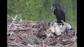 WARNING graphic attack on Satakunta Osprey Nest 1: raven kills a chick, fox kills Alma 25 Jun 2021