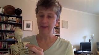 Mobilignment ™ Points: Arms and Shoulders #1, the shoulder blade