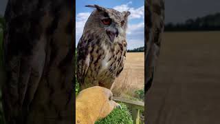 funny owl 🦉 #animals #owl #funnyanimal