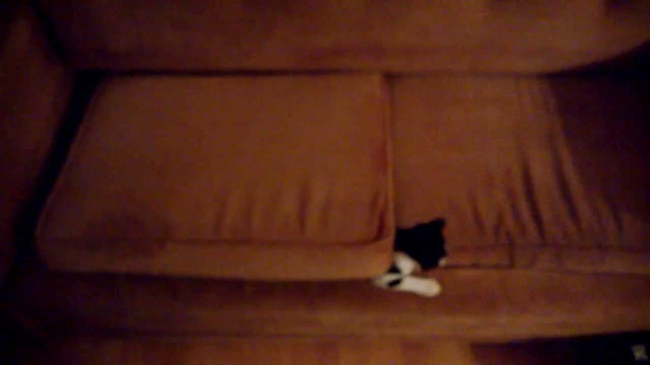 cat inside couch