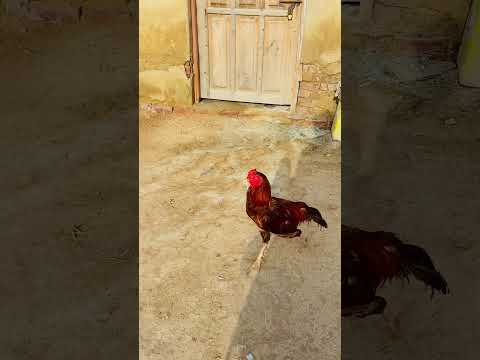 aseel murga high