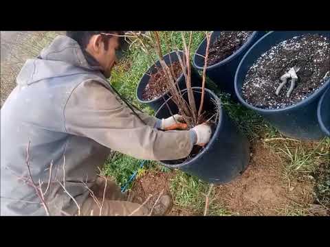 Video: Yaban Mersini Için Kükürt: Sonbahar Ve Ilkbaharda Beslenmek Için Kolloidal Ve Granül Bahçe Kükürtünün Kullanımı
