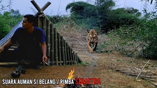 Berbahaya, GAGAL bermalam !!! |the sound of a tiger from inside the forest