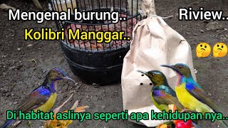 Mengenal Jenis Burung Pemakan Nektar dan Peminum Madu dan Di Habitat Aslinya..🐦🐦2022