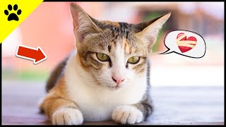 You STRESS Your Cat Every Day - WITHOUT Realizing It! 💔 by KittyTV 570 views 3 weeks ago 2 minutes, 55 seconds