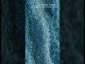 Cyanobacteria 20260314 0736 | Algae | Microscopic - Vertical Stock Footage