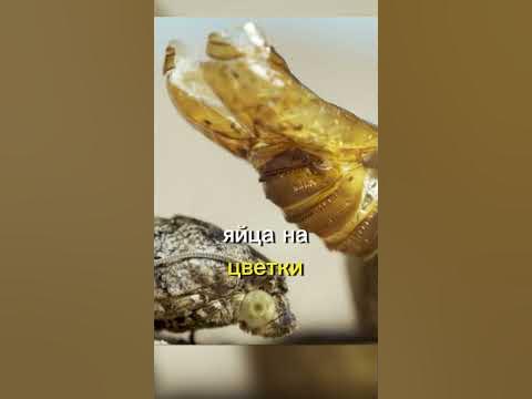 Прыгающие бобы. #животные #природа. - YouTube