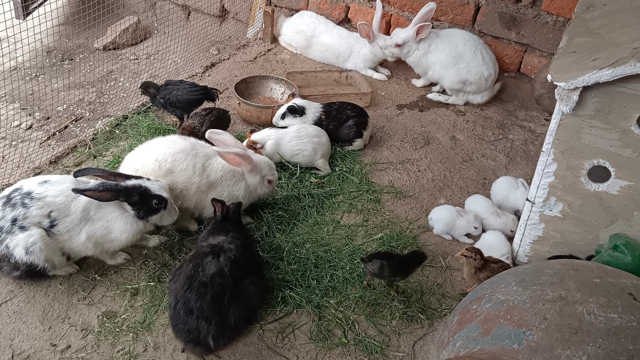 Aaj rabbit ke bache ne Aankhen khol de colorful chickens, rainbow ...