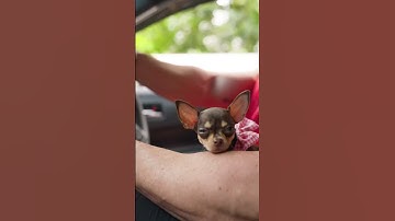 Thumbnail of I found a dog outside my gym 😳