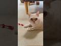箱にみっちみちの猫と、まさかの犯人#short #猫のいる暮らし