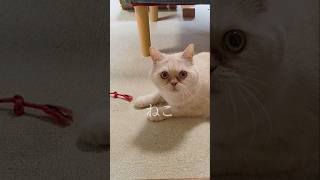 箱にみっちみちの猫と、まさかの犯人#short #猫のいる暮らし