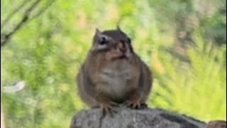 Squirrels Chipmunks Ultimate Cute Showdown for Animal Lovers