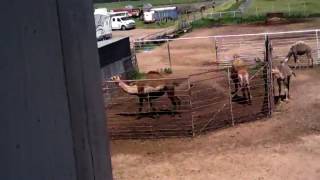 Hendrix's Exotic Animal Farm