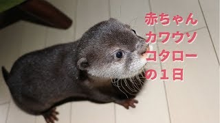 １分でわかる赤ちゃんカワウソコタローの１日  One day of baby otter