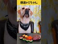 【ASMR 爆速レミちゃん45】鹿レバーにかぶりつくレミちゃんの咀嚼音/Raw Feeding Dogs asmr #shorts