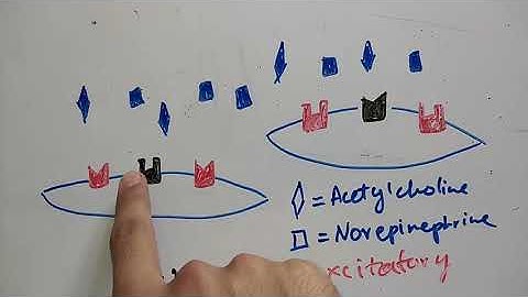 guyton chapter 8 part 2 of 2