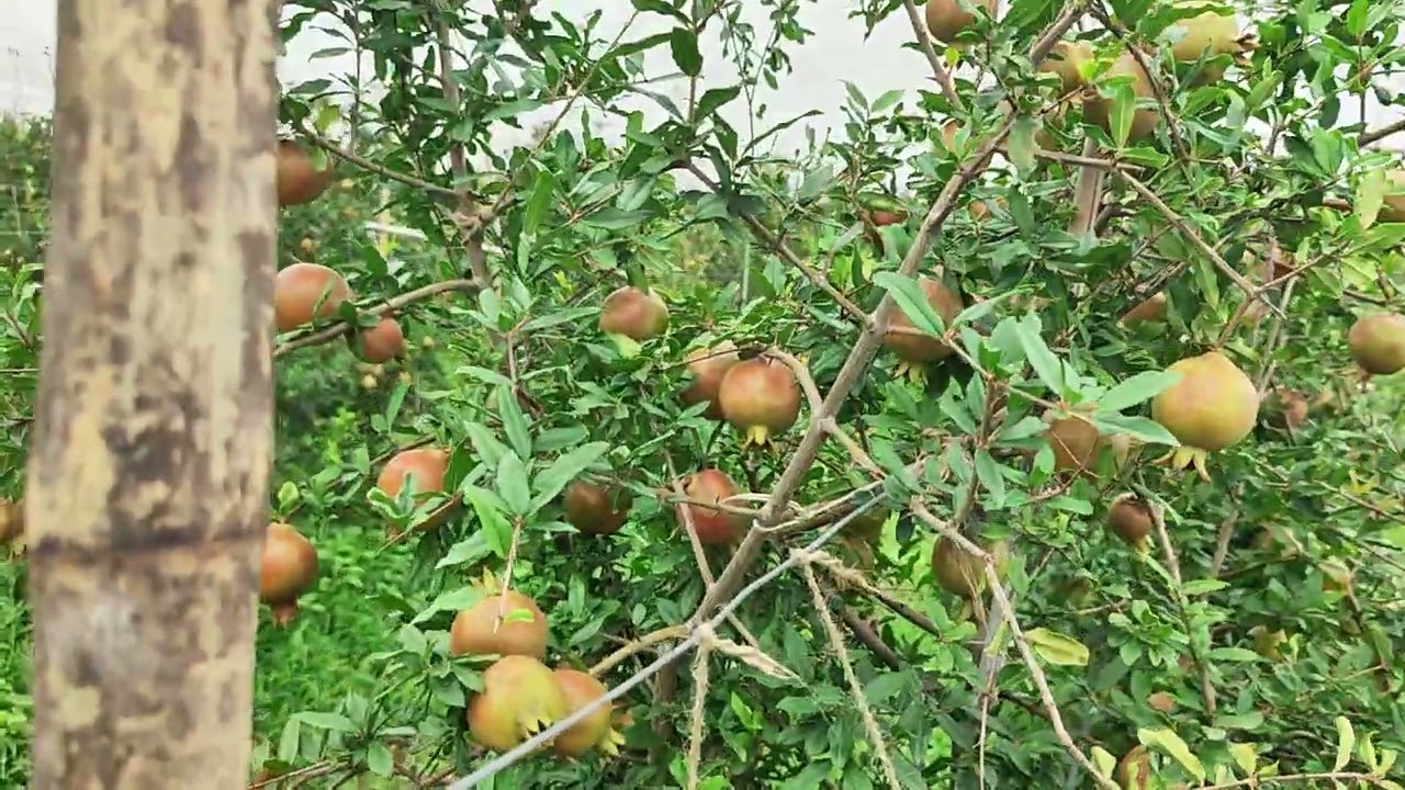 प्रवीण डाळिंब एक खोड तंत्रज्ञान
